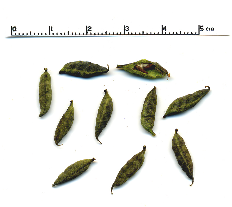 Image of Epimedium pubigerum specimen.
