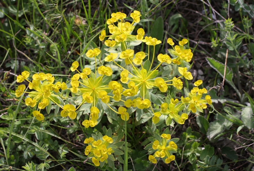 Изображение особи Euphorbia stepposa.