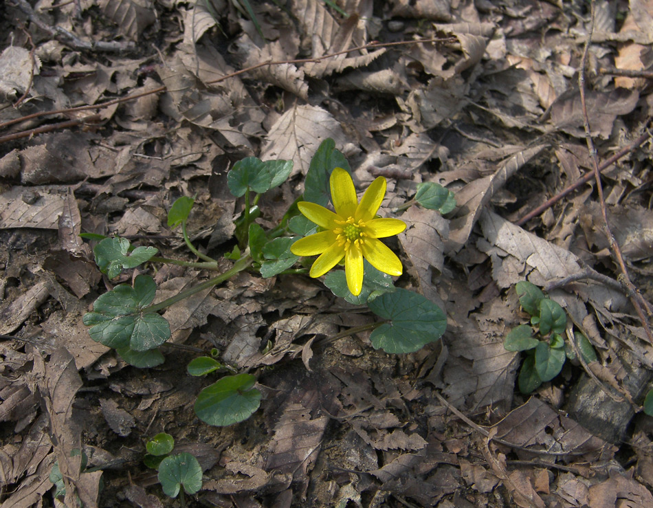 Изображение особи Ficaria calthifolia.