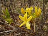 Rhododendron luteum