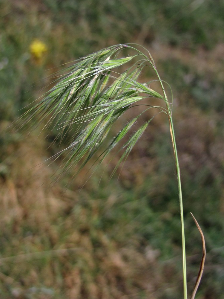 Изображение особи Anisantha tectorum.