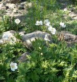 Anemone sylvestris