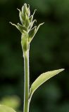 Digitalis purpurea