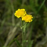 Tanacetum millefolium. Соцветия. Украина, Донецкая обл., Артёмовский р-н, окр. с. Дроновка. 23.05.2012.