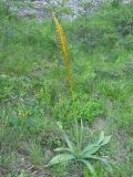 Eremurus thiodanthus. Цветущее растение. Крым, гора Северная Демерджи. 2 июня 2012 г.