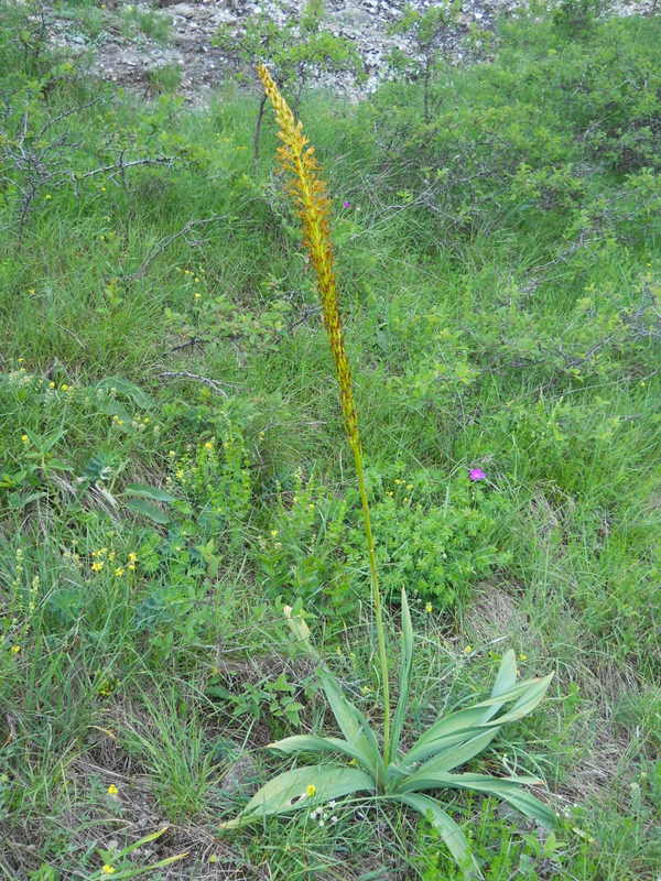 Изображение особи Eremurus thiodanthus.