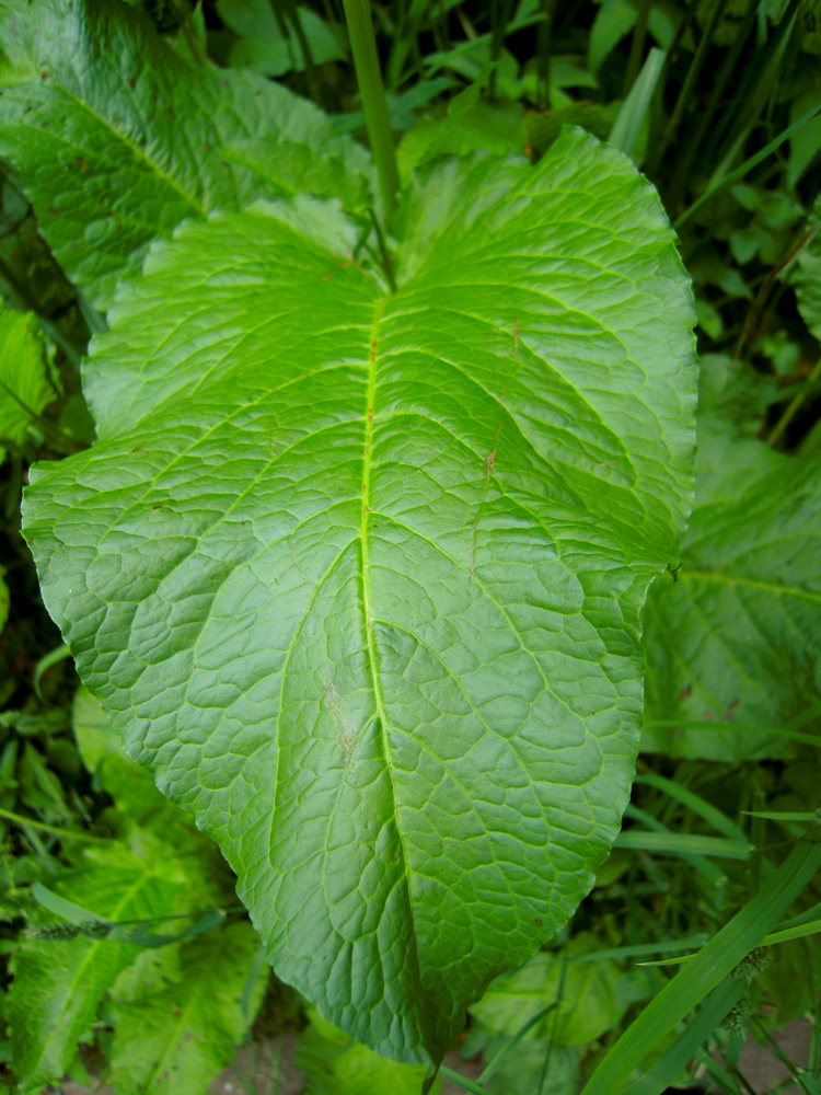 Image of Rumex obtusifolius specimen.