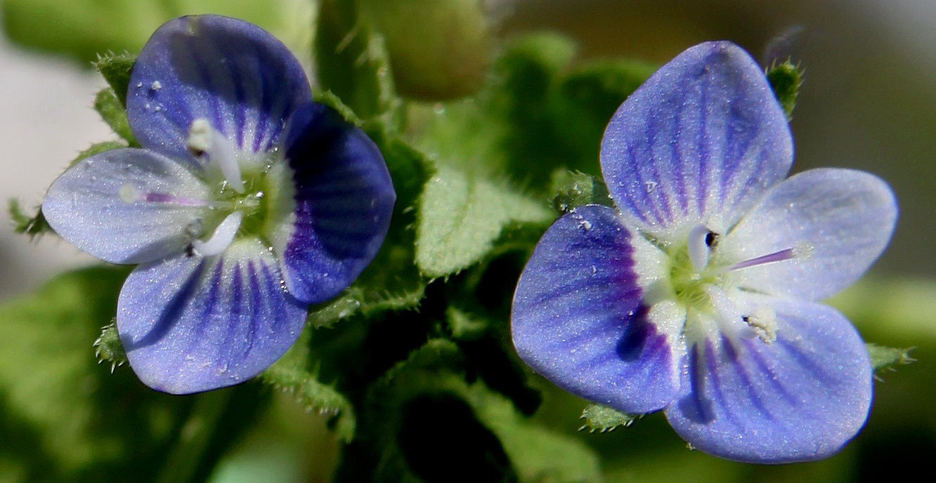 Image of Veronica persica specimen.