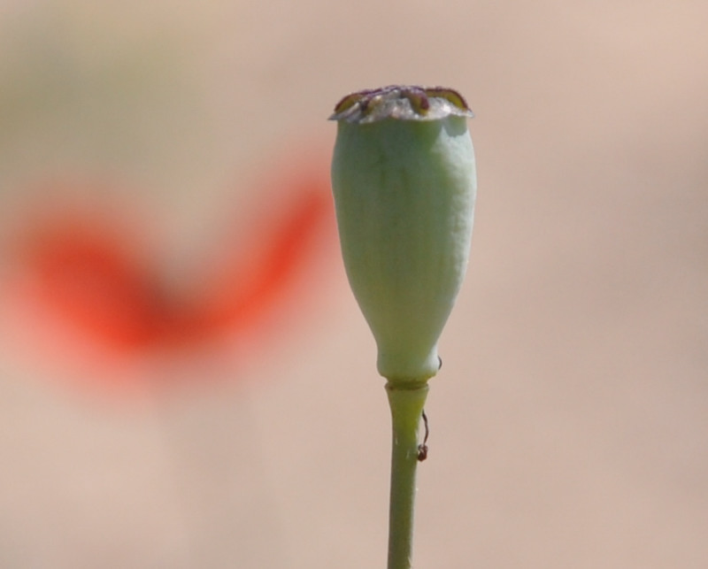 Изображение особи Papaver lecoqii.