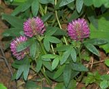 Trifolium medium