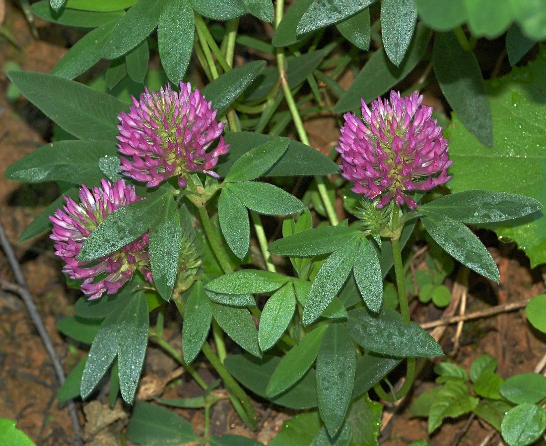 Image of Trifolium medium specimen.