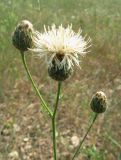 Centaurea rigidifolia