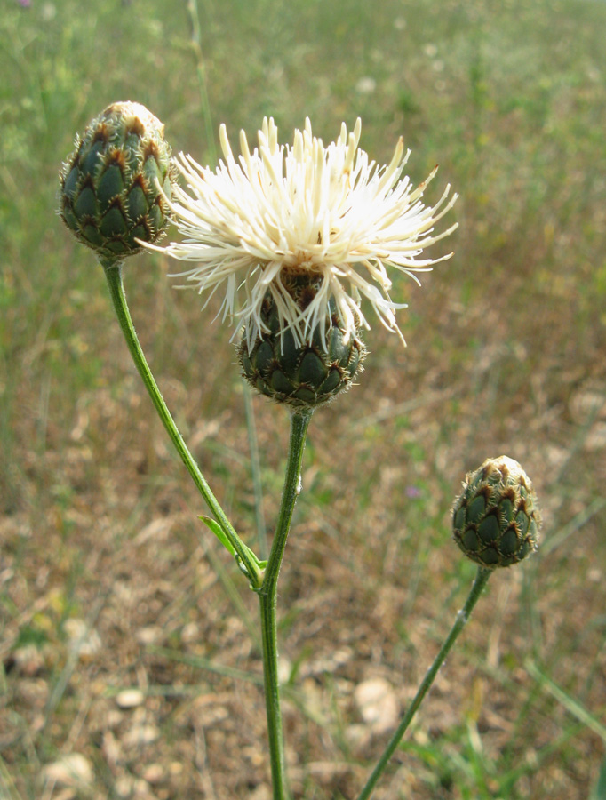 Изображение особи Centaurea rigidifolia.