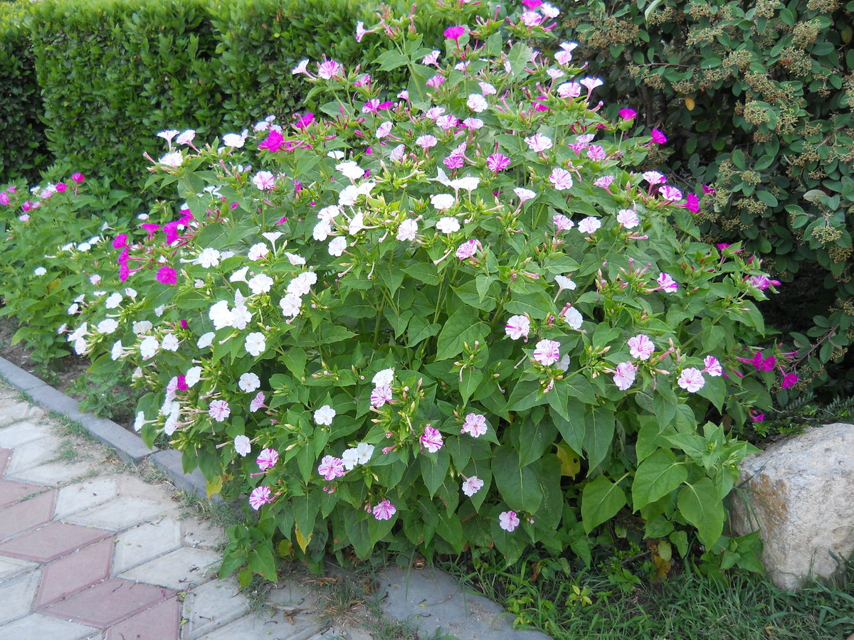 Image of Mirabilis jalapa specimen.