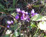 Gentianella biebersteinii