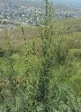 Chenopodium strictum
