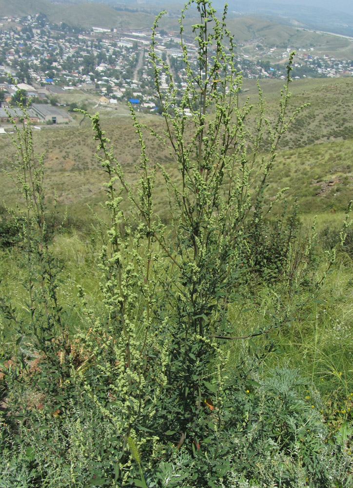 Изображение особи Chenopodium strictum.