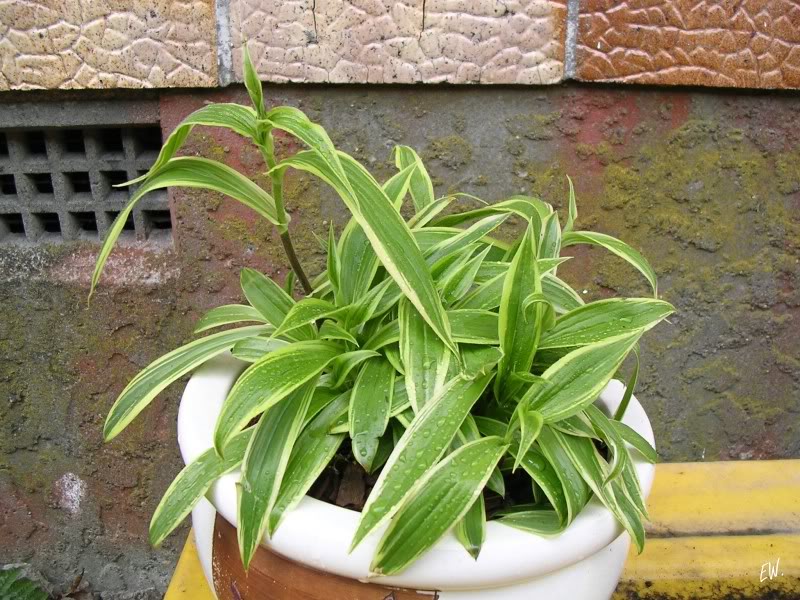 Image of Tricyrtis hirta specimen.