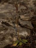 Arabidopsis thaliana. Цветущее растение (высота 4-7 см). Башкирия, Стерлитамакский р-н, гора Куштау. 17.04.2009.