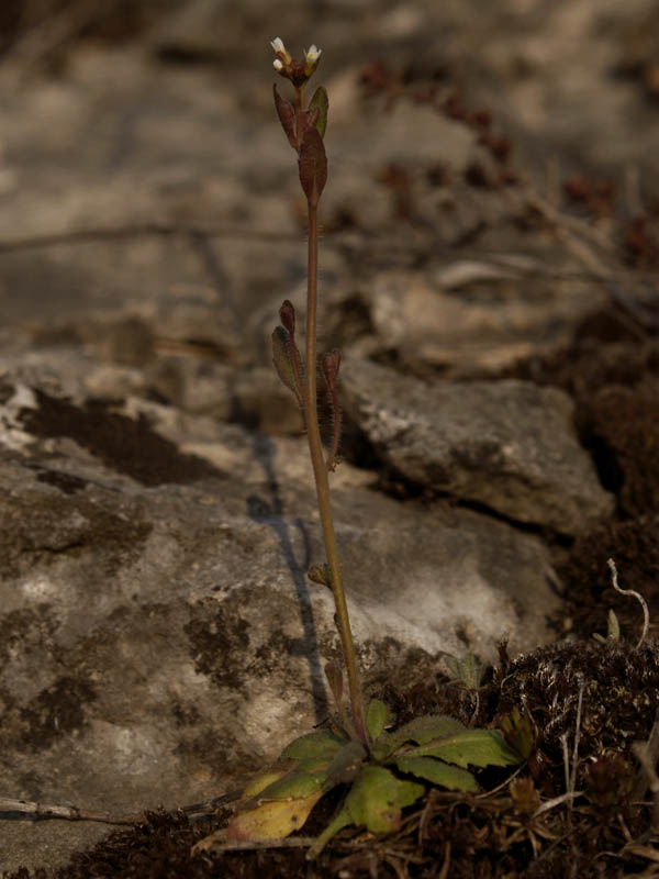 Изображение особи Arabidopsis thaliana.