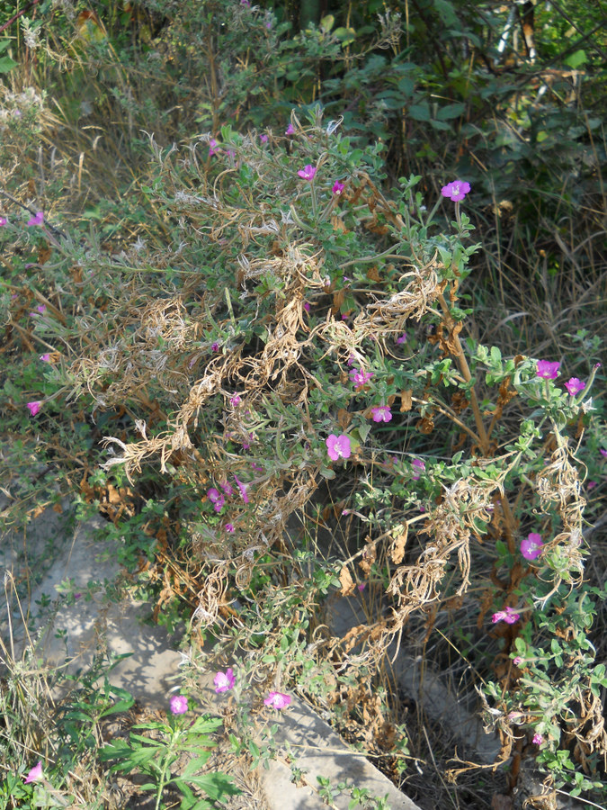 Изображение особи Epilobium villosum.