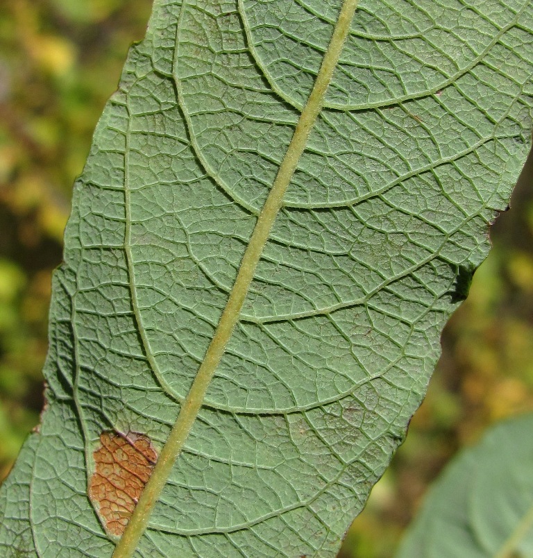 Image of Salix cinerea specimen.