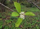 Crataegus maximowiczii