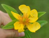 Hypericum gebleri