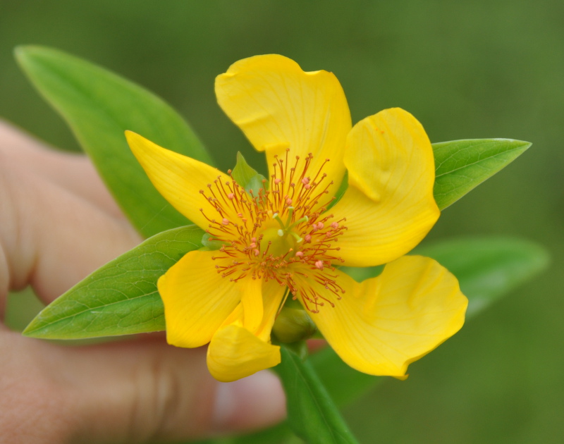 Изображение особи Hypericum gebleri.