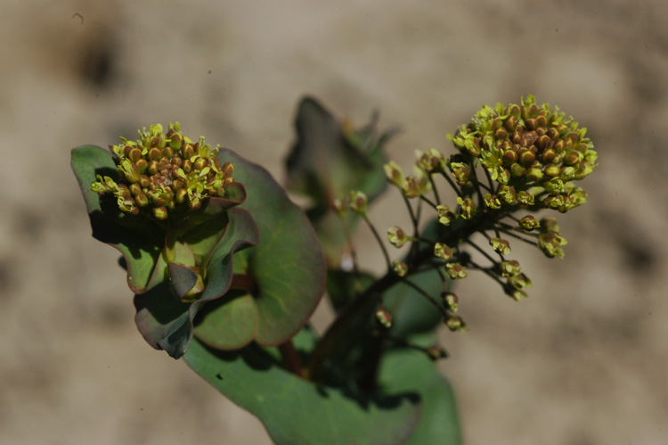 Изображение особи Lepidium perfoliatum.