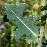 Lactuca serriola