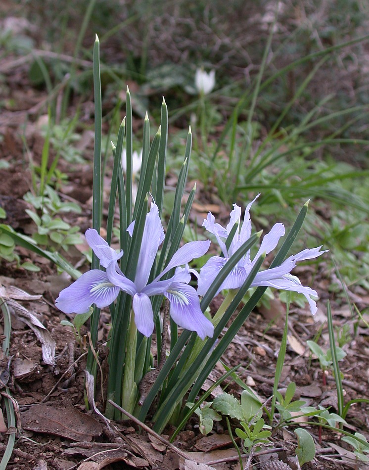 Image of Iridodictyum vartanii specimen.