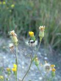 Hieracium virosum