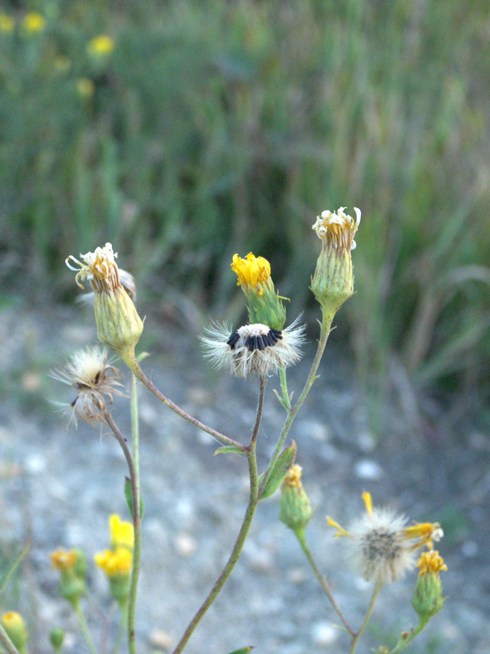 Image of Hieracium virosum specimen.
