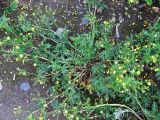 Potentilla multifida