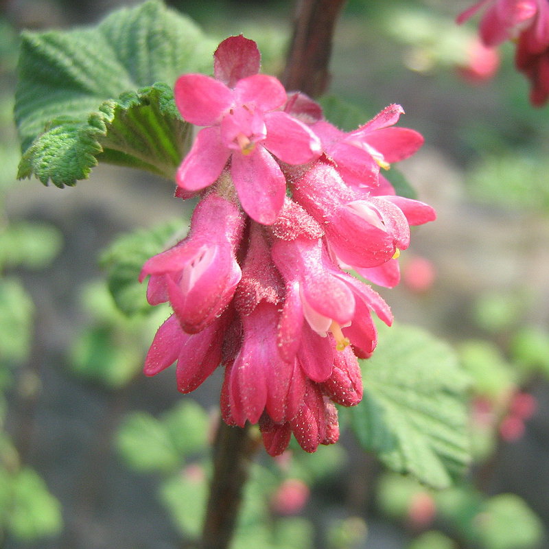 Image of Ribes sanguineum specimen.