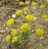 Bupleurum scorzonerifolium. Цветущее растение. Иркутская обл., о. Ольхон, окр. фермы Ташкай, берег залива Загли, сухой остепнённый луг. 24.07.2012.