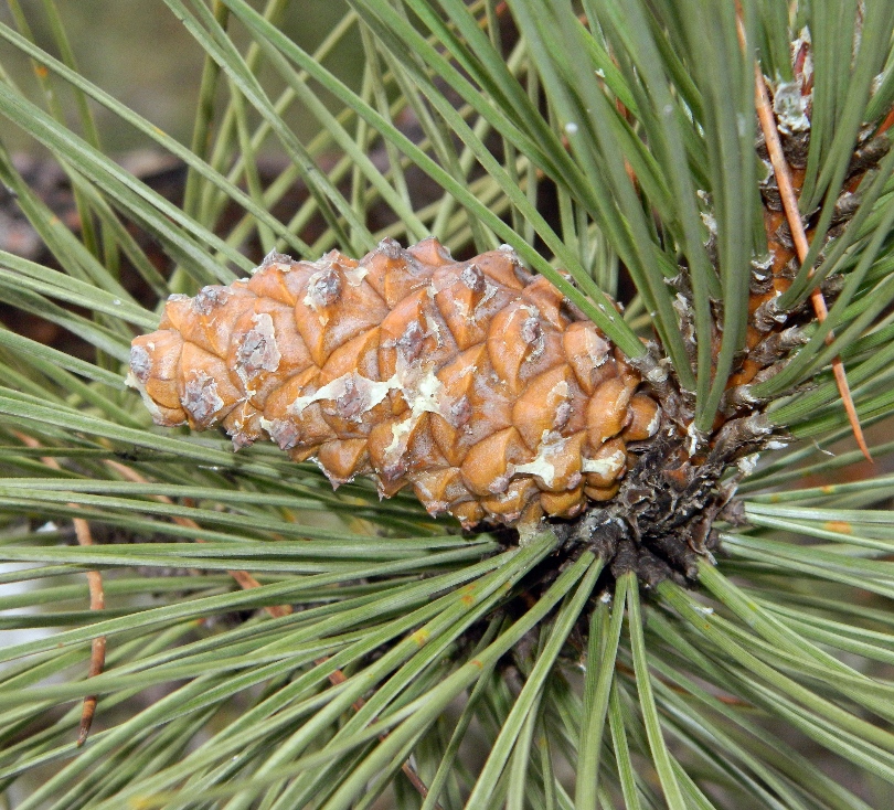 Изображение особи Pinus pallasiana.