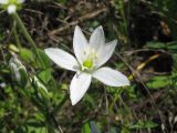 Ornithogalum kochii