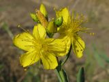 Hypericum elegans