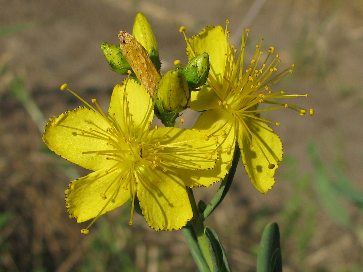 Image of Hypericum elegans specimen.