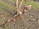 Salix latifolia. Верхушка побега с распускающимися цветочными почками. Украина, г. Запорожье, в культуре. 19.03.2011.