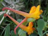 Corydalis sewerzowii