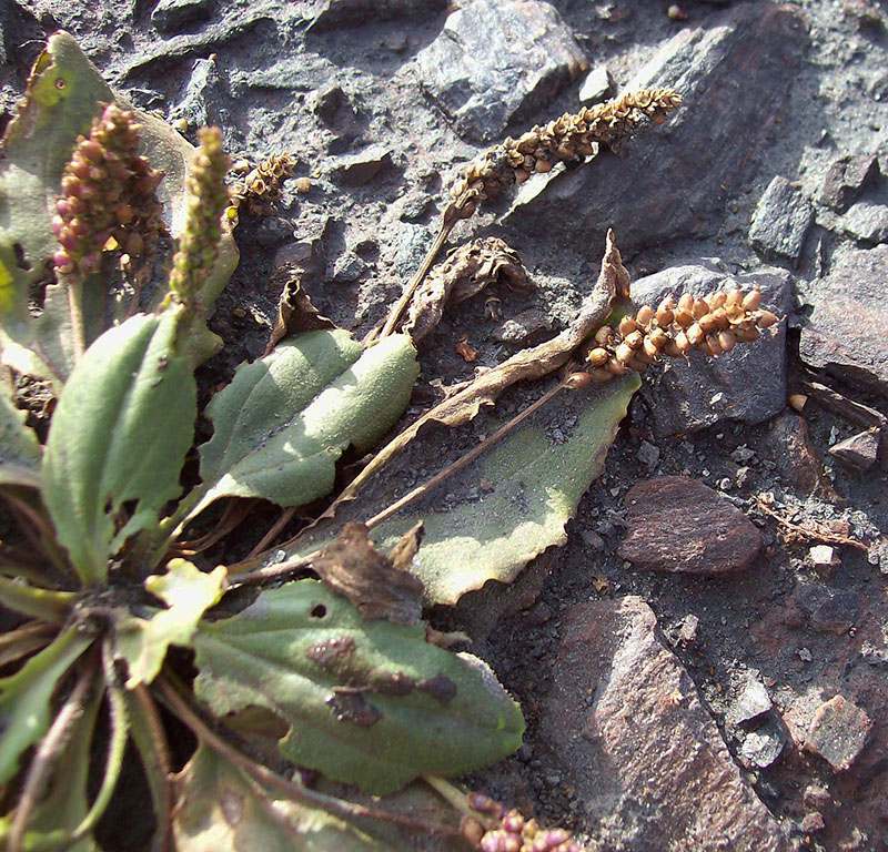 Изображение особи Plantago uliginosa.