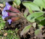 Pulmonaria officinalis. Верхушка побега с соцветием. Германия, г. Кемпен, на открытом балконе. 14.04.2013.