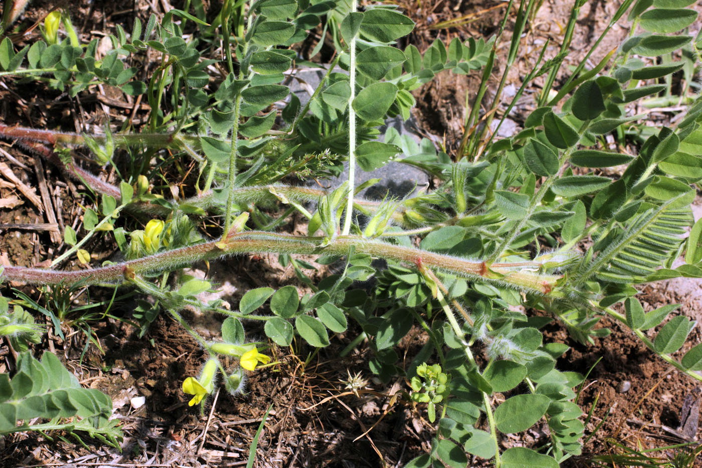 Изображение особи Astragalus amygdalinus.
