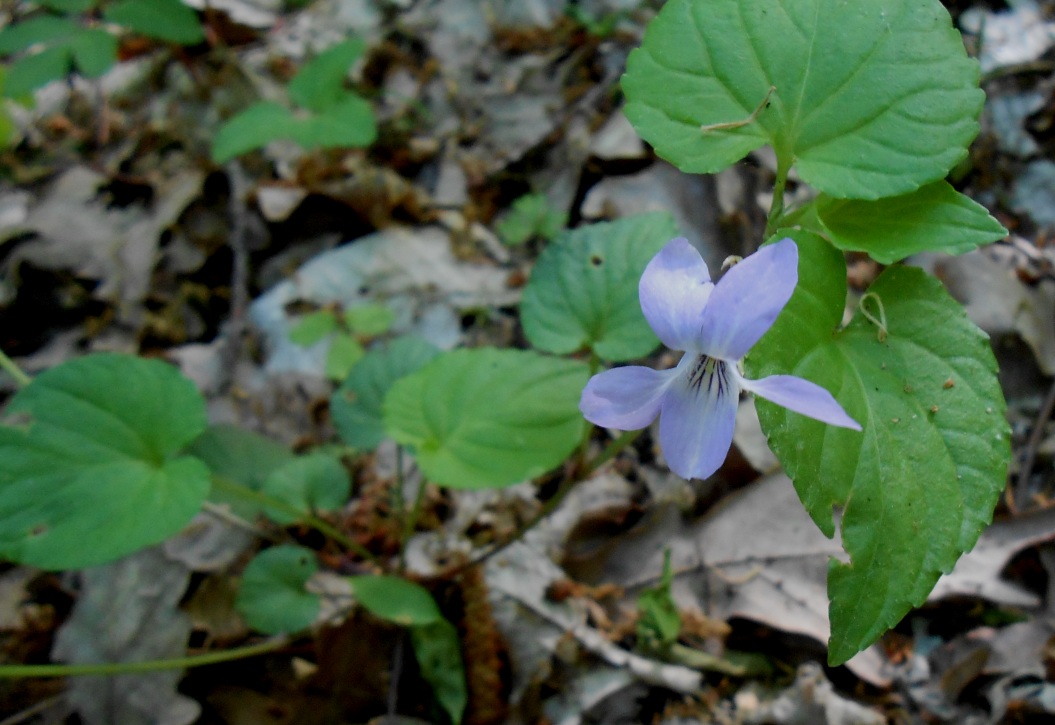 Изображение особи род Viola.