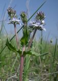 Image of taxon representative. Author is Евгений Пахомов