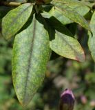 Rhododendron augustinii