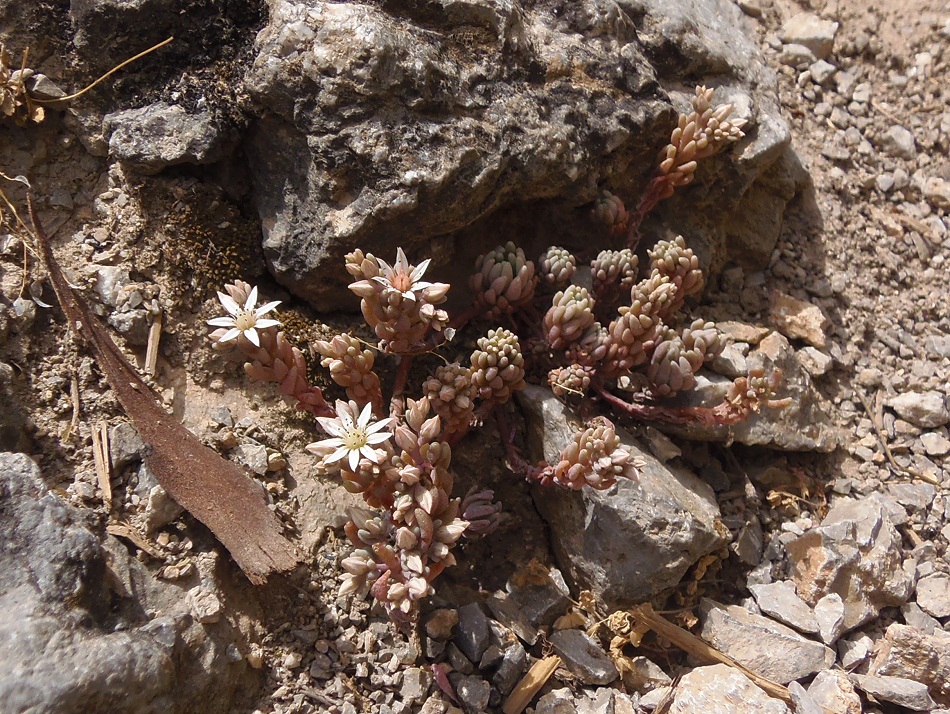 Изображение особи Sedum hispanicum.